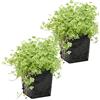 Bloomique - Set di 2 - Hydrocotyle Variegata - Centella Variegata - Pianta Acquatica - Pianta da Stagno - Resistente al Freddo - Alte 10-20 cm - Vaso 11 cm