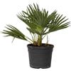 Plant in a Box - Chamaerops 'Vulcano' - Perenne - Palma nana - Pianta da giardino - Vaso 19cm - Altezza 35-45cm