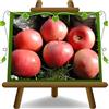 EURO PLANTS VIVAI Melo Abbondanza Rossa Pianta da Frutto età 2 anni | Frutto Antico elevata produttività - Vaso 20 cm Altezza 150~170 cm