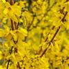 le Georgiche Vivai le Georgiche - Pianta vera di Forsythia x intermedia Minigold Forsizia x intermedia 'Flojor' Forsizia 'Minigold' - vaso Ø 15 cm - altezza alla vendita 30-40 cm