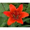 Generic Lilium pensylvanicum 8 semi