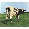 Warner Music Atom Heart Mother