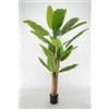 LIGUORO SHOP Pianta Artificiale di Banano con Corteccia Naturale, Foglie in PVC, Varie Misure, per Interni Residenziali e Commerciali (Chiquita 200 cm - 4 tronchi)