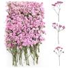 Dog's Booty 100 Pezzi Gypsophila Essiccata (Rosa) Nebbiolina Secca per Decorazioni Fiori Secchi e Resina DIY Gioielli Candela