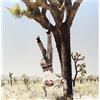 Hoax ADAGIO 830 Hoax (Vinyl LP)