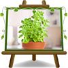 EURO PLANTS VIVAI Origano Comune Pianta Aromatica