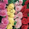SVI Semi Hollyhock -Summer Carnevale Malvone Mix - Alcea Rosea, AAS Winner (100)