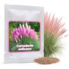 Magic of Nature: Semi di Erba della Pampa Rosa (Cortaderia) ca. 150 pz - Graminacea Ornamentale 3m - Fioritura Elegante & Frangivista