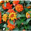 GT BIO LANTANA CAMARA vaso 14cm Terre di Romagna. Bellissima forte resistente Made in Italy, ARANCIONE FORTE