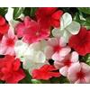 SVI Vendita! Trasporto libero 100 semi di pervinca, Vinca Mix Color (Catharanthus roseus), una copertura perfetta banca dietro la casa, evergr