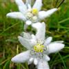 Generic Semi di stella alpina - piantagione di giardino Leontopodium alpinum - biologici semi di varietà antiche 50pcs
