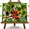 EURO PLANTS VIVAI Agrifoglio Ilex Aquifolium Variegato Agrifoglio Pianta Ornamentale su Vaso da 22 cm - Altezza 70 - 80 cm