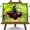 EURO PLANTS VIVAI Ciliegio Acido Visciola di Germania Pianta da Frutto Antico età 2 anni | Autofertile - Vaso 20 cm Altezza 150-170 cm - EURO PLANTS VIVAI