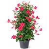 Exotenherz Mandevilla Dipladenia - Fiore a forma di piramide - Vaso da 17 cm - ca. 65 - 70 cm - rosa
