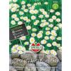 Sperli 85368 margherita di prato (semi di margherita)