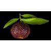 Generico Citrus clementina siciliana nano rosso rubino ´-5 semi freschi