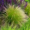 Bloomique - Set di 3 - Stipa tenuissima 'Ponytails' - Stipa (erba piuma) - Graminacea - Resistente al freddo - Altezza 10-20 cm - Vaso 9x9 cm