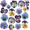 Sospeso Trasparente 3 Pezzi di Pellicola Standard Serie 3/04 Modello Pansy. Atossica certificata. Modellabile a Basse Temperature. per Decorazioni 3D Effetto Vetro e Splendidi Accessori Moda