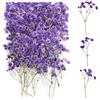 Dog's Booty 100 Pezzi Gypsophila Essiccata (Viola) Nebbiolina Secca per Decorazioni Fiori Secchi e Resina DIY Gioielli Candela
