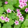 Generic Oxalis triangularis - trifoglio fortunato da giardino e da sostenibili in vaso decorazione soggiorno Coltivare 4bulbi