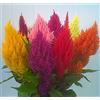 SVI Piumato cresta di gallo - Celosia argentea colore misto 150 semi CombSH A83