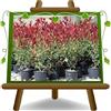 EURO PLANTS VIVAI Photinia Fraseri Red Robin Pianta da siepe *Altezza: 80 cm. Vaso 18 cm.