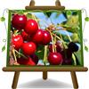 EURO PLANTS VIVAI Ciliegio Dolce Zuccherina di Bitonto Pianta da Frutto età 2 anni | Autofertile - Vaso 20 cm Altezza 150-170 cm
