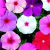 SVI Vinca Semi 50 Semi Semi Vinca Sunstorm Mix annuali