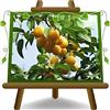 EURO PLANTS VIVAI Susino Shiro (Goccia d'Oro) - Pianta di Susino su Vaso da 20 cm - Altezza 150~170 cm - Età 2 Anni