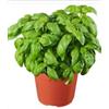 Zepre Basilico Pianta bellissima Terre di Romagna Made in Italy Pesto Genovese vaso 12cm