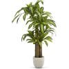 Maia Shop Dracena 150 cm - Pianta Artificiale da Interno | Pianta Artificiale Alta con Foglie Realistiche per Casa Soggiorno Ingresso Ufficio - Vaso Nero Incluso