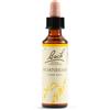BACH Hornbeam Bach Orig 20ml