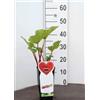 Generico Rabarbaro rosso su vaso cm 14 in confezione da 2 piante