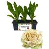 P. Piantine da Orto | Radicchio Castelfranco Precoce, Kit 9 Piantine, Pianta Pronta per il Trapianto, Pianta Vera da Orto, da Balcone e da Esterno, Vivaio Italiano