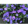 Vivaio di Castelletto Convolvolo blu Convolvulus mauritanicus 3 piante rampicanti in vaso ø9 cm con canna h 30/50 cm Vivaio di Castelletto