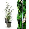 Plantenboetiek.nl Bambù - Fargesia Black Dragon - Verde - 4 piante - Sempreverde - Non rotante - Vaso 14cm Altezza 35cm - 25-35cm - Ø14cm - Pianta da giardino