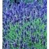 SVI Lavanda - Hidcote Blue - 400 Semi