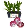 P. Piantine da Orto | Radicchio Chioggia Medio Precoce, Kit 9 Piantine, Pianta Pronta per il Trapianto, Pianta Vera da Orto, da Balcone e da Esterno, Vivaio Italiano