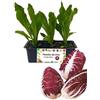 P. Piantine da Orto | Radicchio Verona, Kit 9 Piantine, Pianta Pronta per il Trapianto, Pianta Vera da Orto, da Balcone e da Esterno, Vivaio Italiano