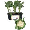 P. Piantine da Orto | Broccolo Verona Tardivo, Pianta da Orto o Balcone Pronta al Trapianto, Kit da 6 Piantine, Pianta Vera da Esterno, Vivaio Italiano