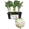 P. Piantine da Orto | Broccolo Verona Medio Precoce, Pianta da Orto o Balcone Pronta al Trapianto, Kit da 6 Piantine, Pianta Vera da Esterno, Vivaio Italiano
