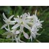 Generic 20 grani TULBAGHIE DE SIMMLER (Tulbag hia Simmleri Alba) G990 GRAINES D'AIL DOUX