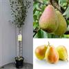 SAVINI VIVAI L'ARTE DI FARE NATURA SAVINI VIVAI Pianta di Pero Coscia Piante da Frutto Albero di Pera in vaso 22-24 cm 2-3 Anni Altezza 130-150 cm Made in Italy