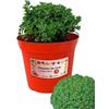 P. Piantine da Orto | Basilico Greco, Pianta in Vaso Diametro 14 cm, Pianta Pronta per il Trapianto, Pianta Vera, Vivaio Italiano