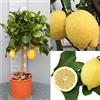 SAVINI VIVAI L'ARTE DI FARE NATURA SAVINI VIVAI Pianta di Limone Albero Agrumi Limone Internodato Siracusano in Vaso da 20 cm Altezza 70 cm 2-3 Anni di innesto Made Italy