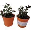 Generico Piantine aromatiche piantine di cappero 2 piante in vaso cm 14