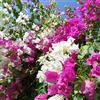 Vivaio di Castelletto Buganville Bougainvillea 3 piante rampicanti in vaso ø9 cm COLORI MISTI