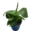 MODIPITRE 1 Pianta di Banano nano su vaso cm 14 MODIPITRE