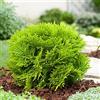 le Georgiche Vivai le Georgiche - Pianta vera di Thuja occidentalis Mirjam Tuia - vaso Ø 18 cm
