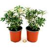 POWERS TO FLOWERS - PIERIS JAPONICA VARIEGATO, 2 PIANTE VASO 9CM, Piante vere